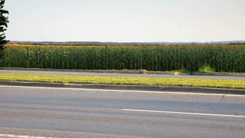 Car driving in the road and corn field