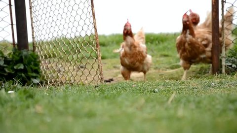 Hens are runnig to coop chicken