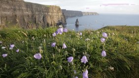 Cliffs Of Moher with Harebell, wild irish bell-shaped  flowers.