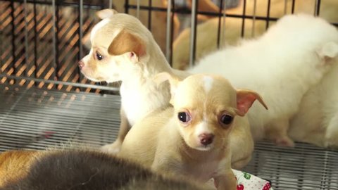 Cute chiwawa pups inside a cage on display for sale