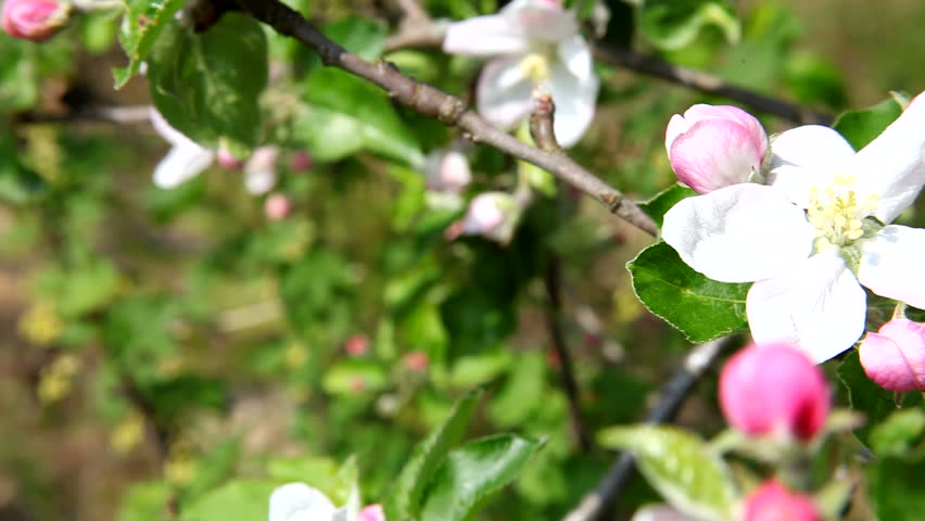 Apple flower in the spring