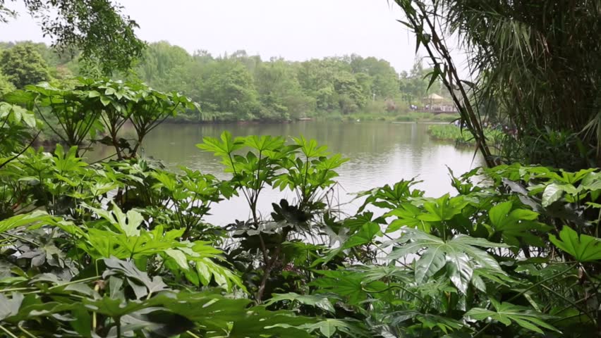 A lake at the Giant Panda Breeding Research Center in Chengdu China Dolly Shot