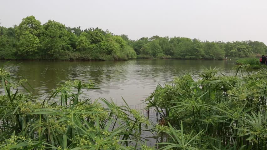 A lake at the Giant Panda Breeding Research Center in Chengdu China Dolly Shot