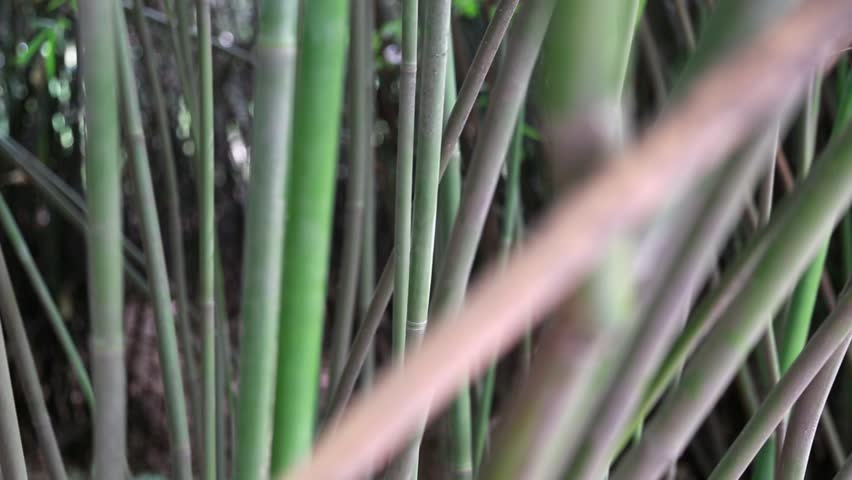 A bamboo forest at the Giant Panda Breeding Research Center in Chengdu China