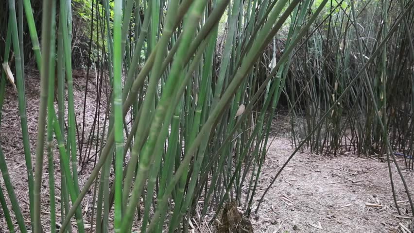 A bamboo forest at the Giant Panda Breeding Research Center in Chengdu China
