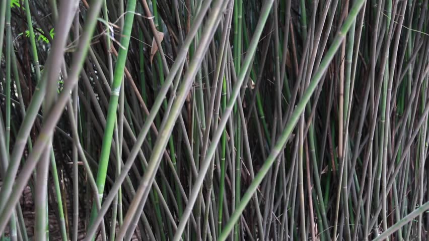 A bamboo forest at the Giant Panda Breeding Research Center in Chengdu China