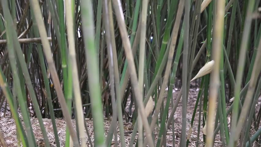 A bamboo forest at the Giant Panda Breeding Research Center in Chengdu China