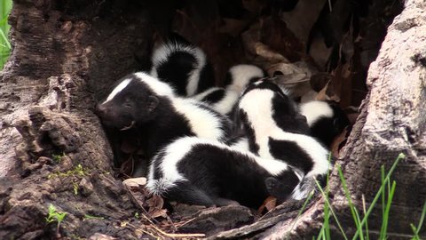 A surfeit of skunk kits in a hollow log