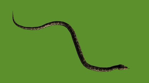 Snake & jungle carpet python slide crawling attack,sliding decorative non venomous,wild animal herpetology background. cg_01900