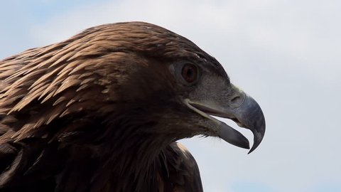 Golden Eagle Spread its Wings. Slow Motion at a rate of 480 fps. Golden eagle spread its wings and turned away from the camera on the background of cloudy sky