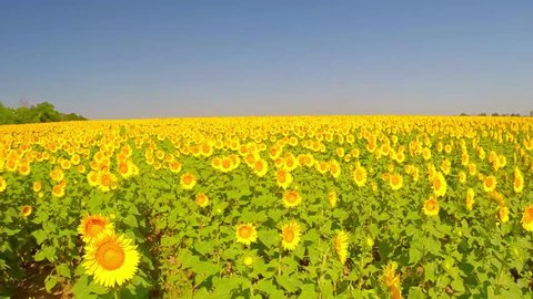 aerial video, field a sunflower with a natural sound