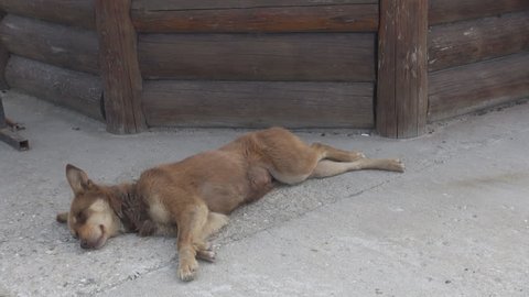 Stray dog sleeping alone on pavement brown color abandoned lost animal on street