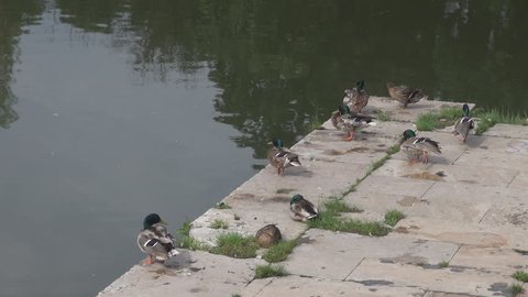 Green head ducks pecking their feathers sitting relaxed on lake shore water view
