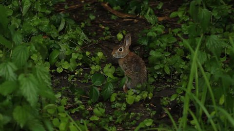 Wild rabbit. 
Wild rabbit in the Don Valley. Sits still for a bit and then runs away. Toronto, Ontario, Canada.
