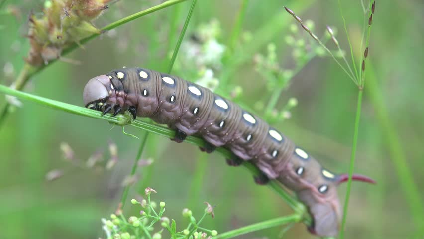 Dark Gray Caterpillar With White Stock Footage Video 100 Royalty Free Shutterstock