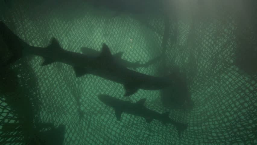 sharks 3d california science center