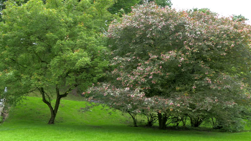 The Toome hill park in Estonia with green trees around 4K GH4
