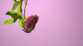 Passiflora flower blossoms on pink background. time lapse