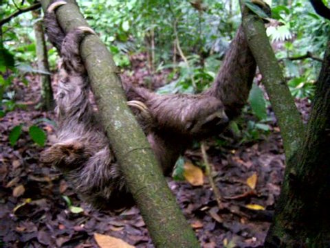 Sloth (Bradypus tridatylus)