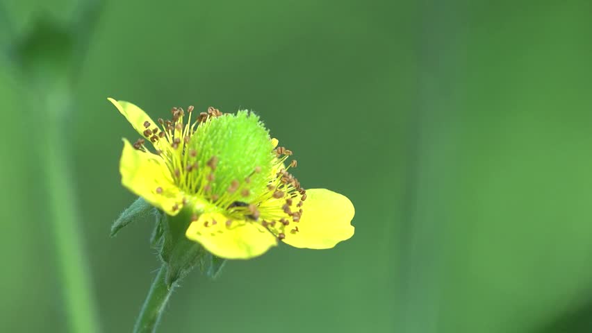 Yellow flower macro field  homefly