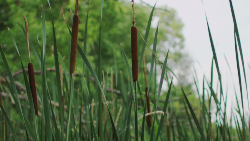 Slow Motion Cat Tails in Marsh Land
