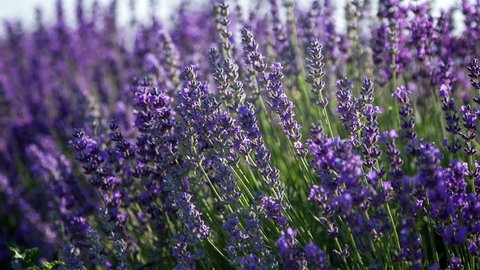 Flowering sprigs of lavender swaying in the wind