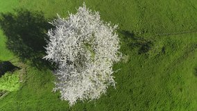 blooming tree seen from above