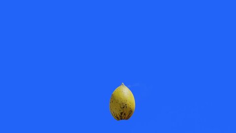Slow motion explosion of water melon on blue screen. Shot 150fps on Red Dragon