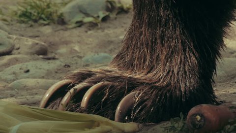 Bear claws - extreme closeup in 4K