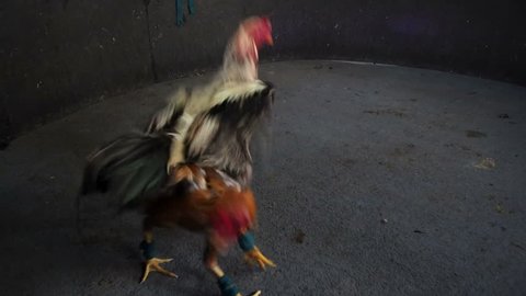 Roosters fight at small cockfighting ring in Chiang Rai, Thailand. Although cockfighting is banned in many countries, it is a lucrative business in Thailand as well as a popular pastime.