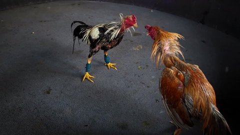 Roosters fight at small cockfighting ring in Chiang Rai, Thailand. Although cockfighting is banned in many countries, it is a lucrative business in Thailand as well as a popular pastime.