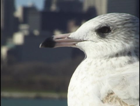 Seagull in Chicago 1