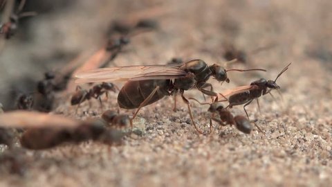 Earthmoving ants with ant queens kicked