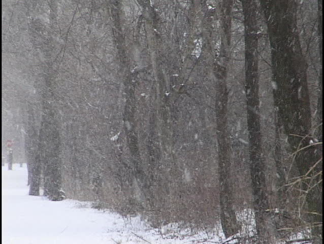 Snow Falling on Forest Trail 2