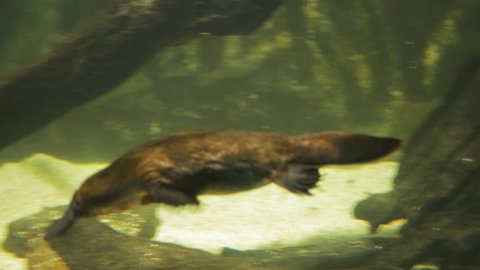 a platypus chases another underwater