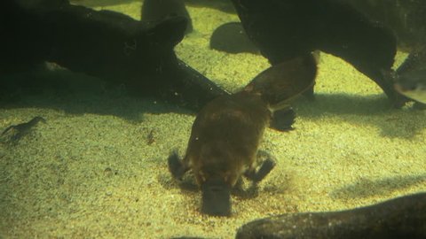 close up of a platypus searching for food