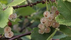 White Currant.The video was taken against the sun. This allowed the fruit to make semi-transparent image