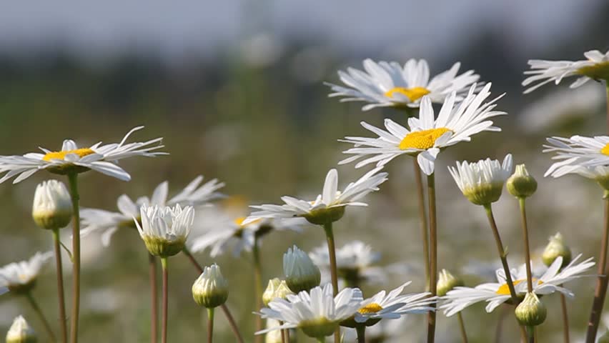 Daisies Closeup Blown By the Stock Footage Video (100% Royalty-free ...