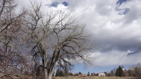 Time lapse of fast moving storm clouds behind an old cottonwood tree in winter