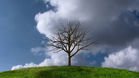 HD Animation of a growing tree in front of timelapsing clouds