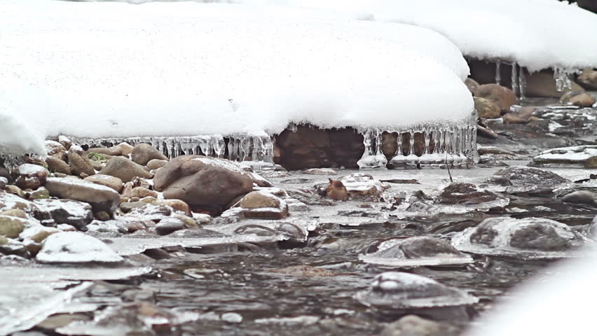 A winter tale from the River. Small bird Eurasian Wren (Troglodytes troglodytes) in action. Cold.