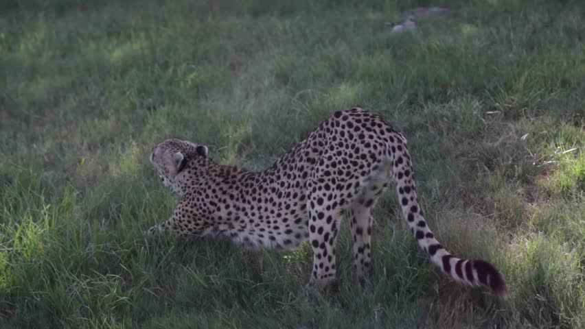 Cheetah Stretching in the Grass