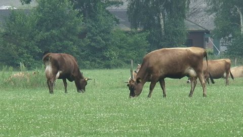 Jersey dairy cattle graze in pasture full of clovers in Dutch countryside. The Jersey is known as a productive dairy cow