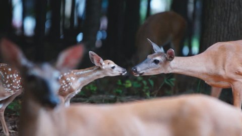 Whitetail Deer (Odocoileus virginianus) in Georgia, interaction of fawn as it is introduced into deer herd, Slow-motion, 1/2 natural speed