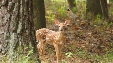 Fawn Whitetail Deer (Odocoileus virginianus) hiding in the forest, flees for safety. July in Georgia. Slow motion, 1/2 natural speed.