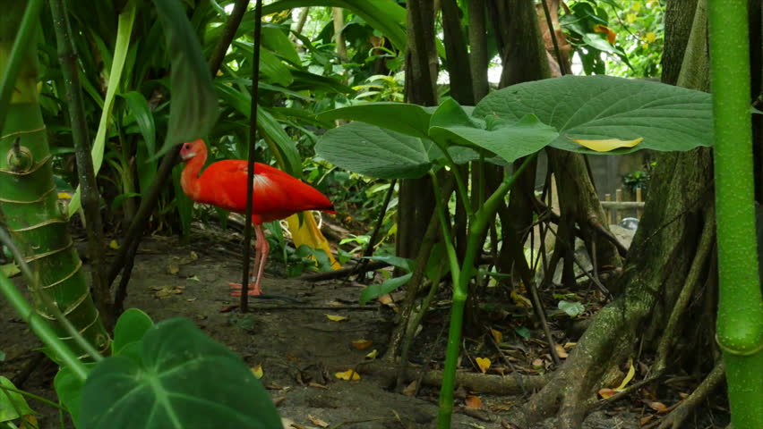 A scarlet Ibis walking in a rain forest setting provides a vivid contrast to the greenery around him.