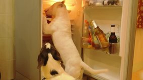 Hungry Dog Bull-Terrier Eating Food in the Refrigerator. Funny Video. 