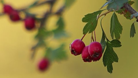 Autumn afternoon. A fruits of the Common hawthorn (Crataegus monogyna) - most popular plant pacemaker. Close-up view.