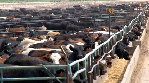 Metal corrals and a feed bunk enclose several breeds of beef cattle in a crowded feedlot in Southern Colorado.