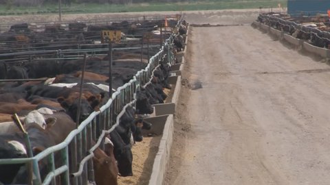 Tracking shot of steers crowding the metal corrals and feed bunks enclosing several breeds of beef cattle being fattened for slaughter in a crowded feedlot in Southern Colorado.